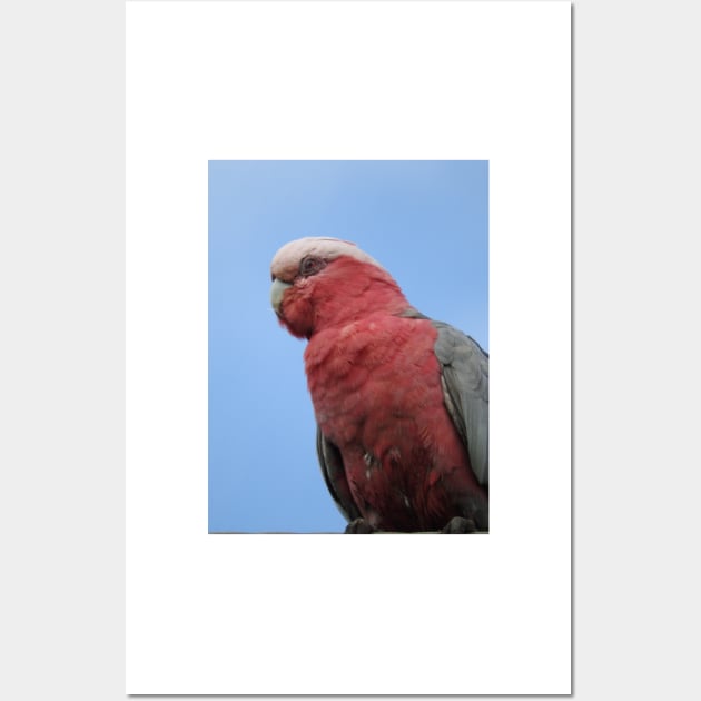 Galah Wall Art by kirstybush